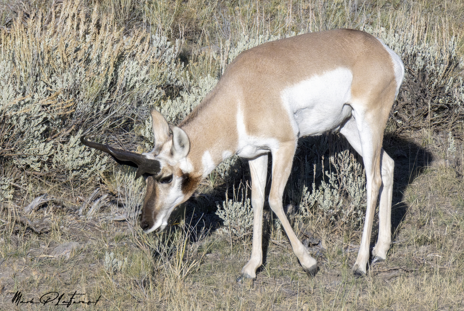 /gallery/north_america/USA/Wyoming/yellowstone/Pronghorn Yellowstone NP Sept 2024-017_med.jpg
